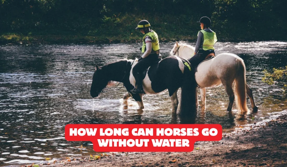 How Long Can Horses Go Without Water