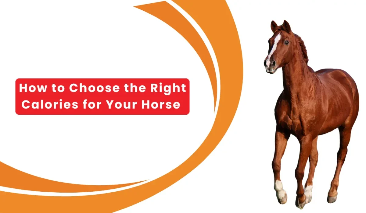 How to Choose the Right Calories for Your Horse