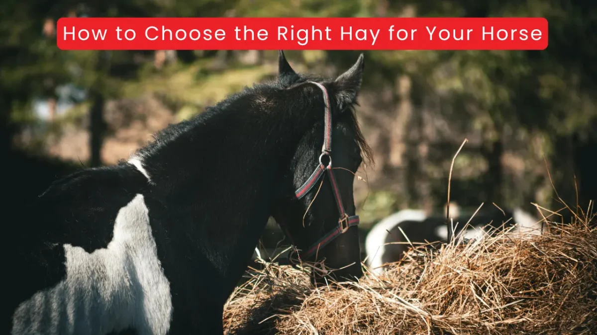 How to Choose the Right Hay for Your Horse