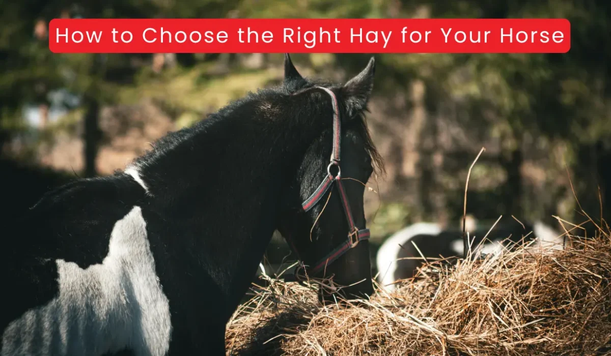 How to Choose the Right Hay for Your Horse
