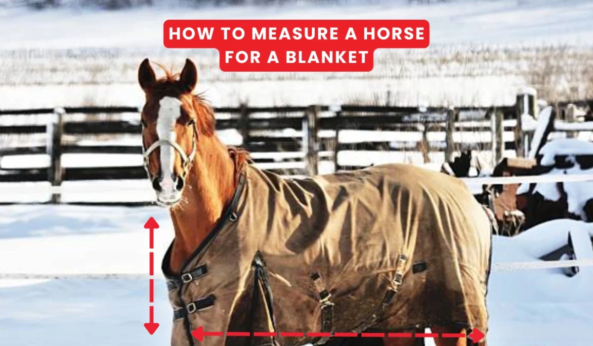 How to Measure a Horse for a Blanket Complete Guide for the Perfect Fit in 2026