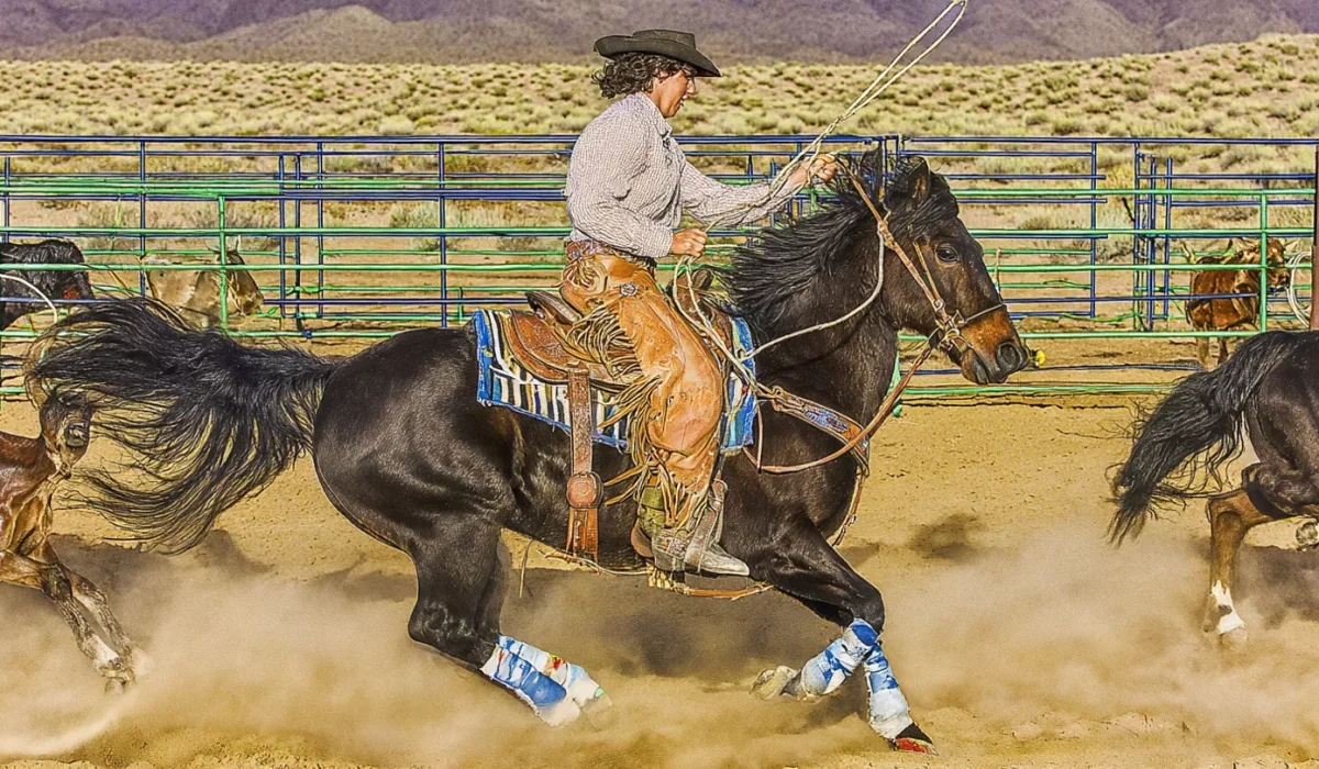 Lasso Del Sol & Roping Qualifiers 2025–2026 The Ultimate Arizona Winter Guide