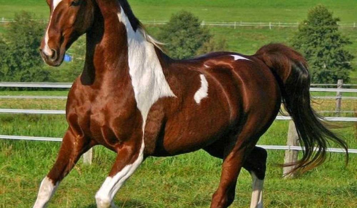 Rescued pony from Spindle Farm enjoying peaceful home