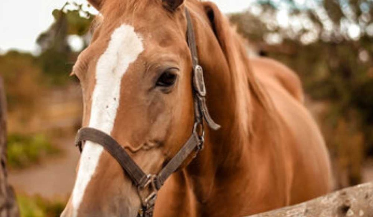 Rider placing a saddle pad correctly with spine clearance under the saddle