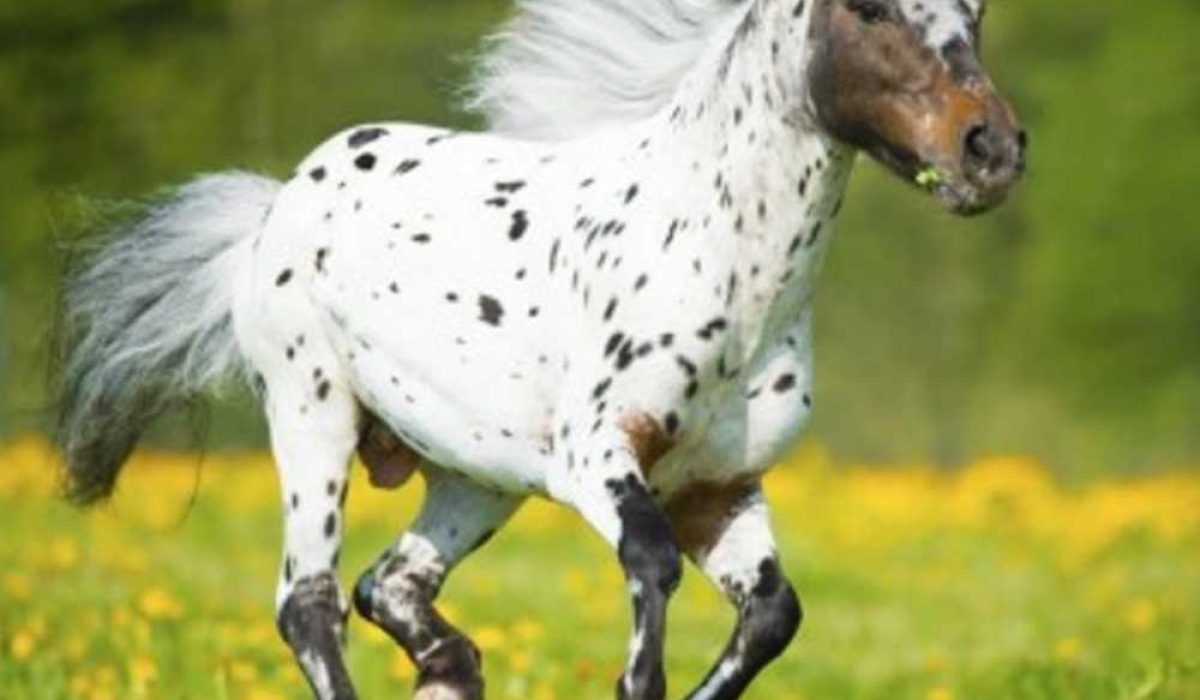 equine gut ecosystem