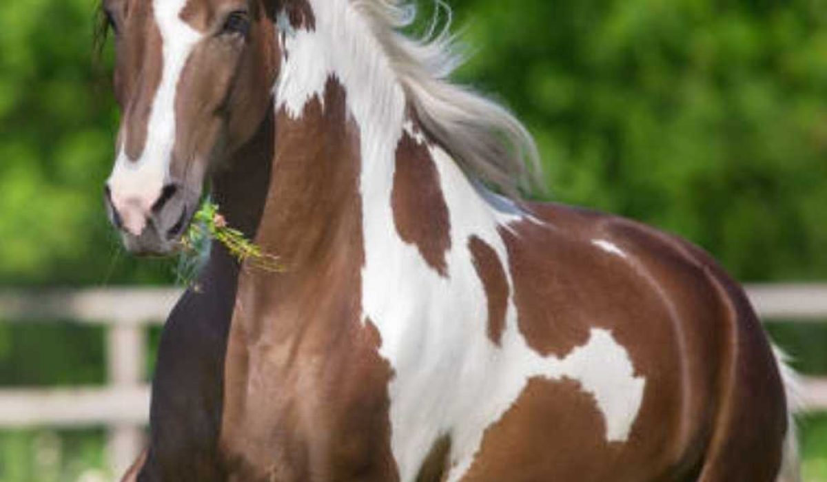 Diagram showing horse intestinal lining and gut barrier function