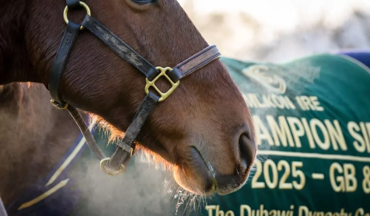 Night of Thunder Crowned 2025 British & Irish Champion Sire