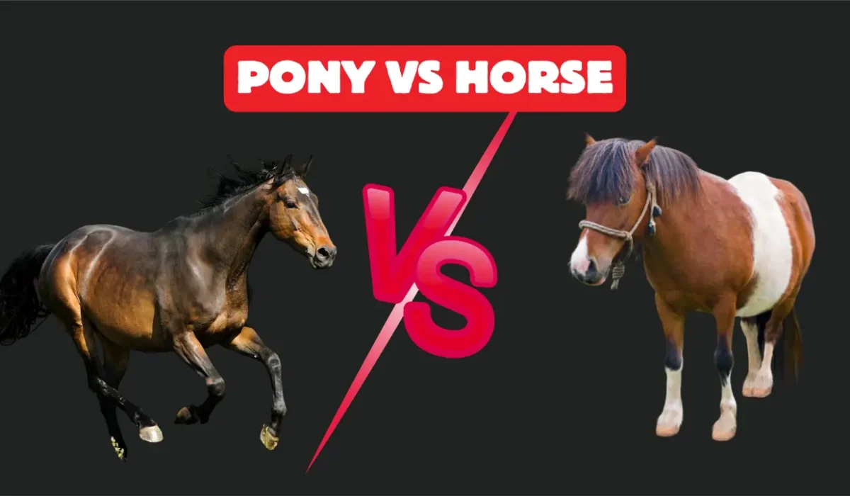Pony vs Horse Real Differences in Size, Strength, and Care