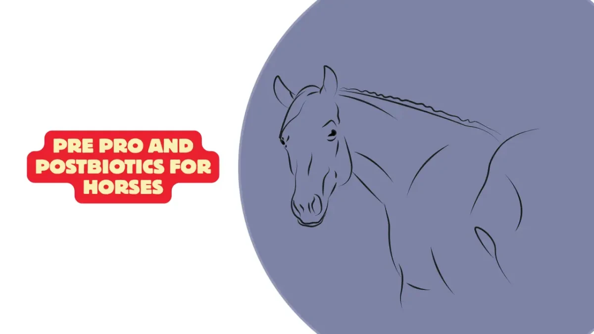 Pre Pro and Postbiotics for Horses