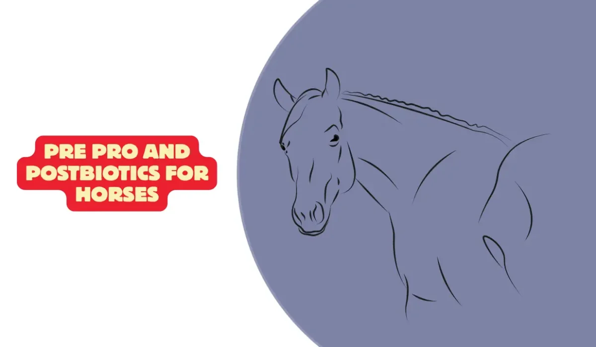 Pre Pro and Postbiotics for Horses