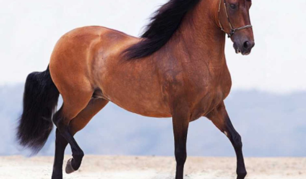 Comparison of a saddle pad and a numnah placed side by side on a horse