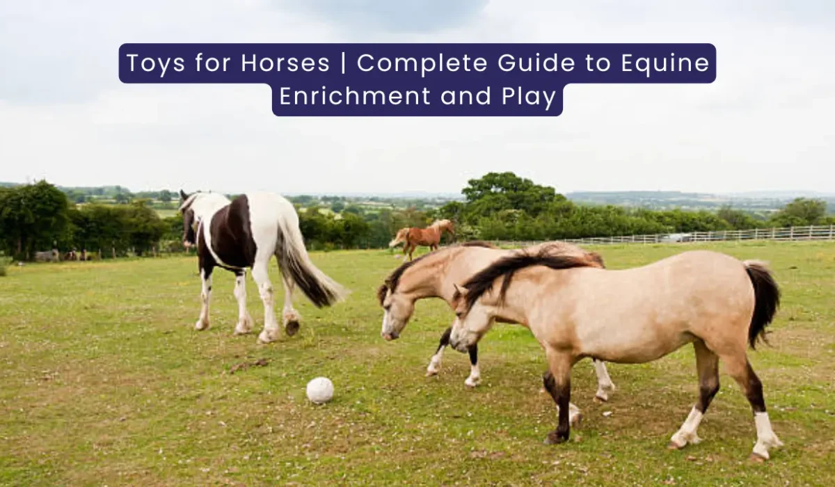 Toys for Horses The Complete Guide to Equine Enrichment and Play