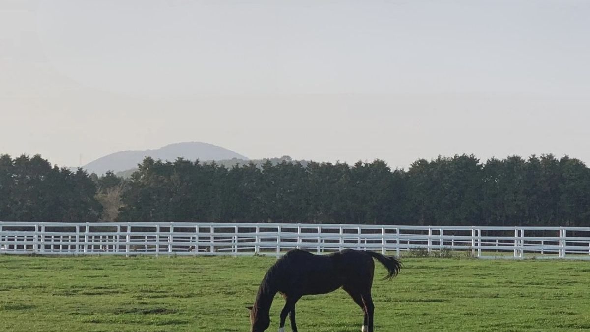 Smart equine care technology showcased at the Global Equine Care and Smart Stable Management Expo 2026