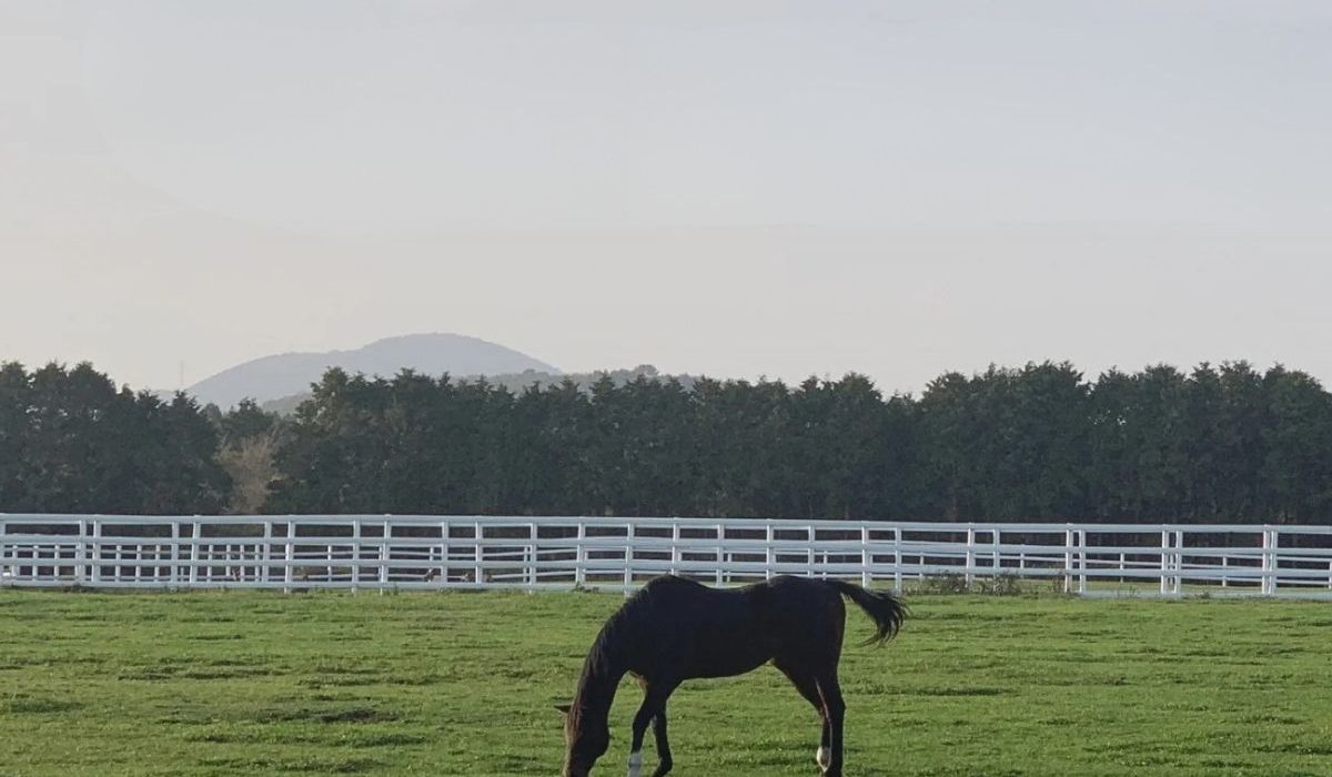 Smart equine care technology showcased at the Global Equine Care and Smart Stable Management Expo 2026
