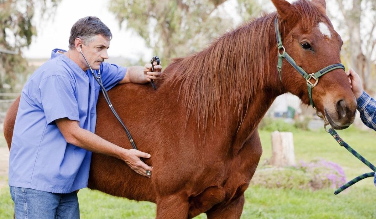 Veterinary professionals attending BEVA Congress 2026 discussing advances in equine veterinary care