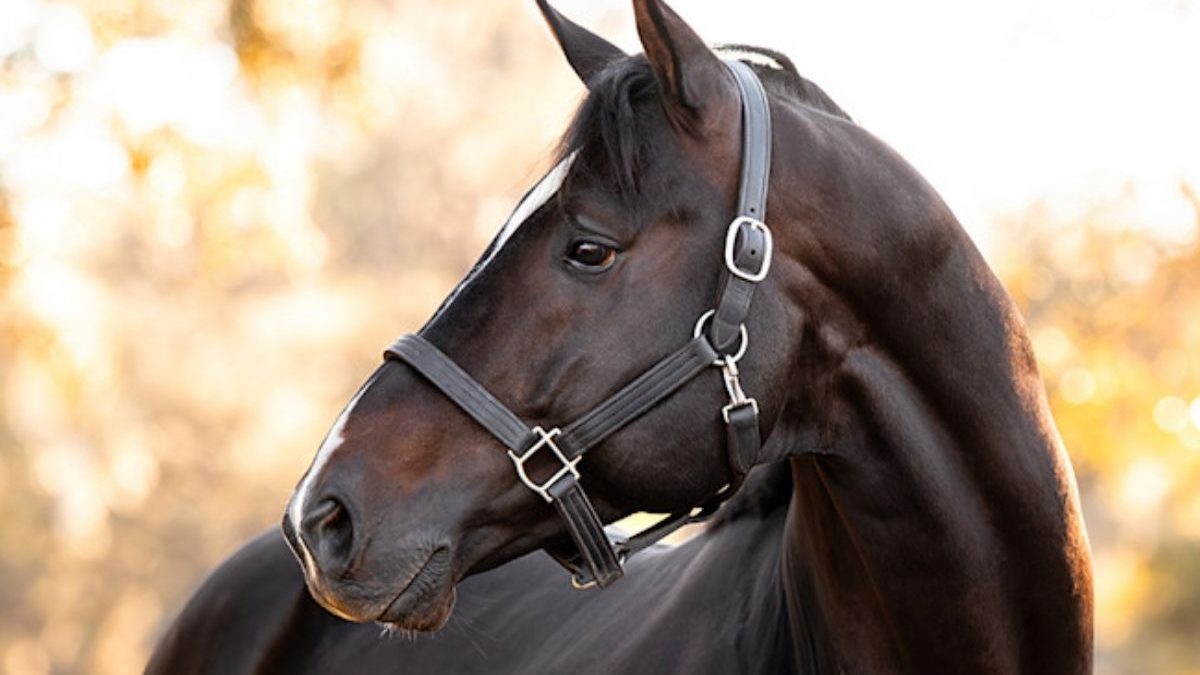 Smart horse care and equine rehabilitation technology showcased at an equine expo in 2026