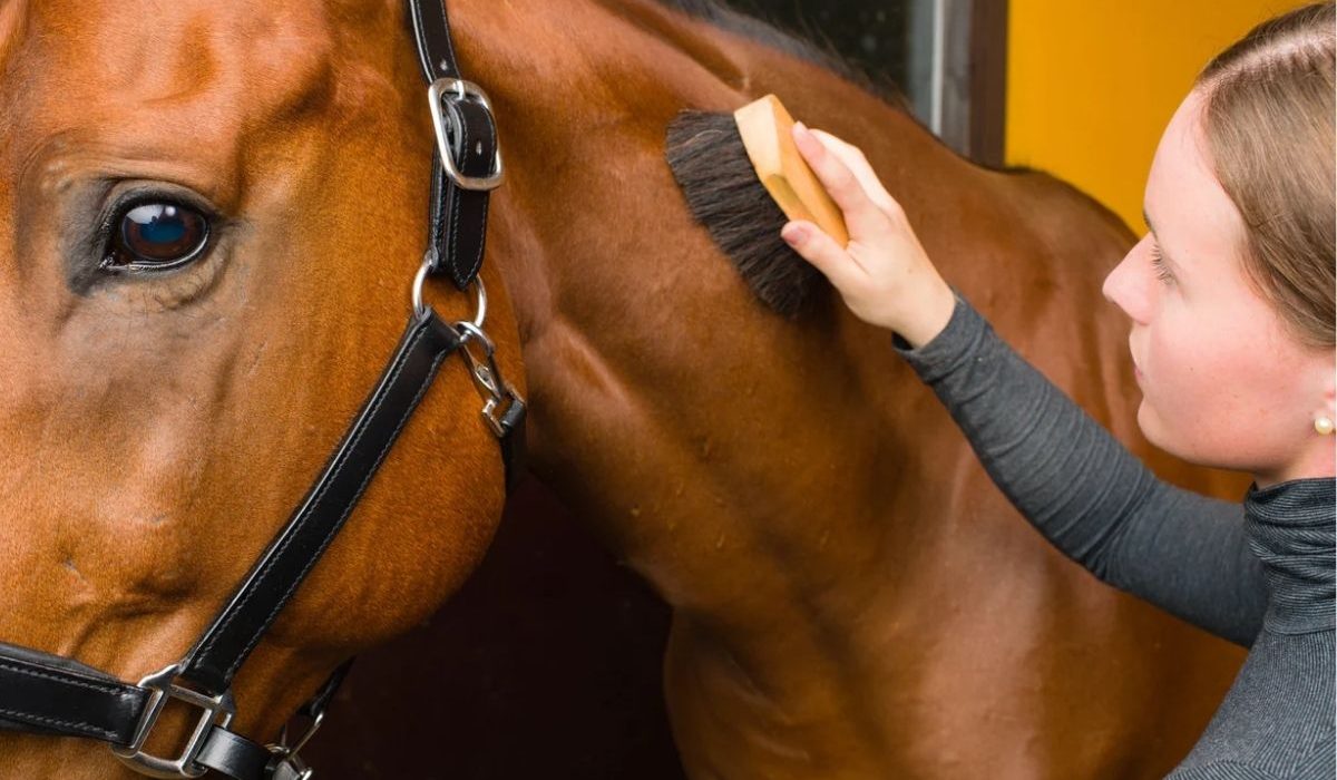 Equine Rehabilitation and Recovery Technologies Expo 2026 showcasing advanced horse rehabilitation and recovery technologies