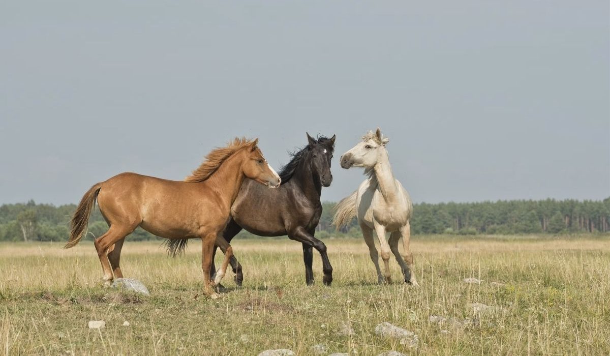 Experts discussing horse health and disease prevention at the Equine Health and Disease Prevention Summit 2026