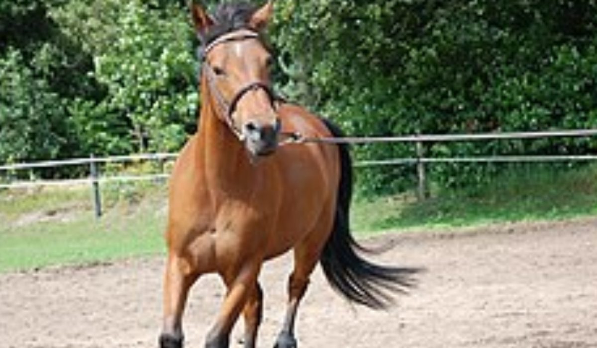 Eco-friendly cleaning of saddle pads and tendon boots using minimal water