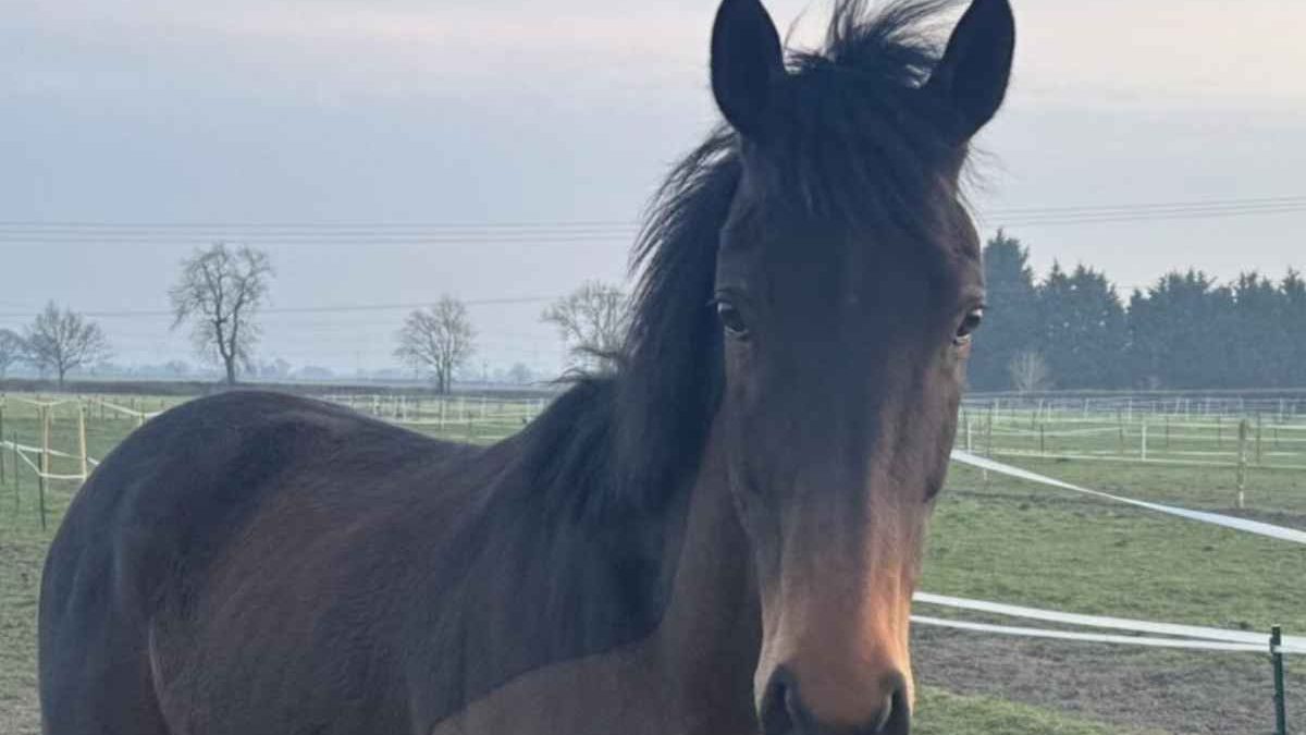 Horse misdiagnosed as naughty showing transformation and recovery