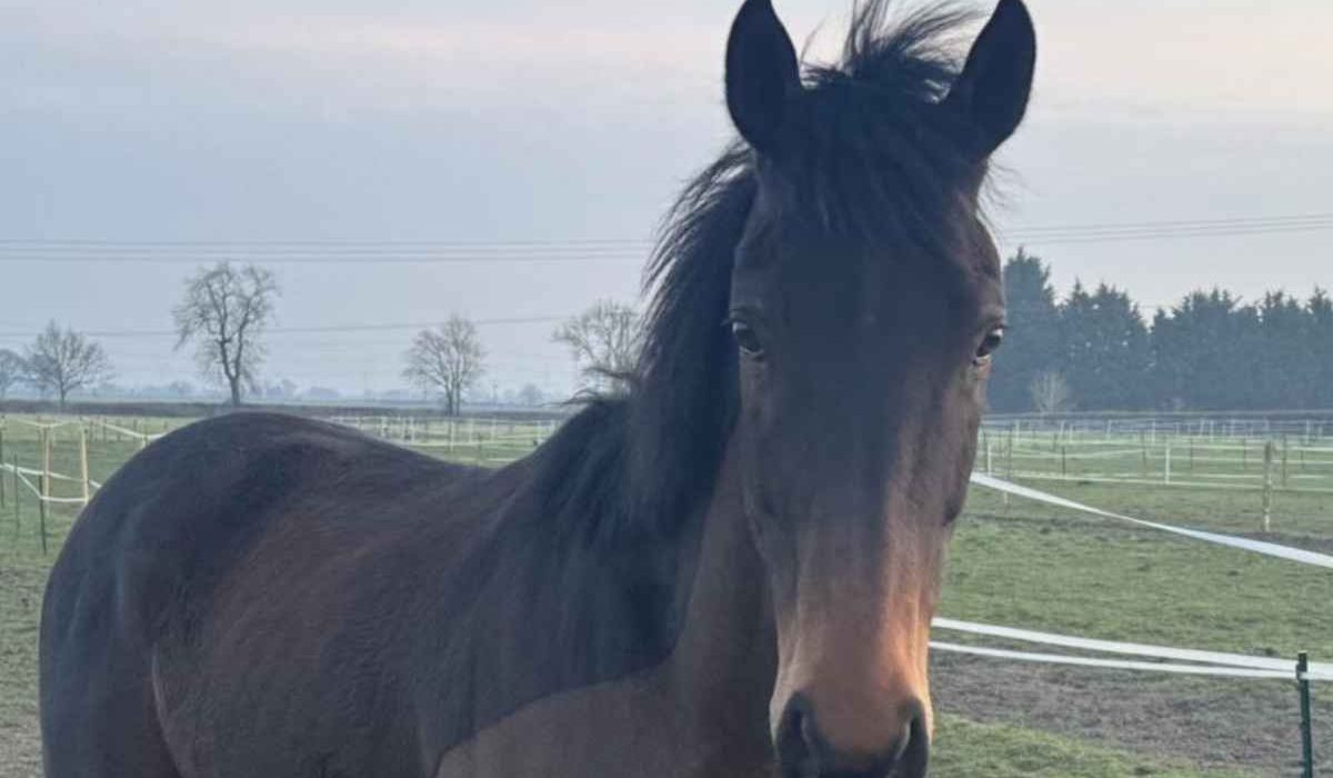 Horse misdiagnosed as naughty showing transformation and recovery