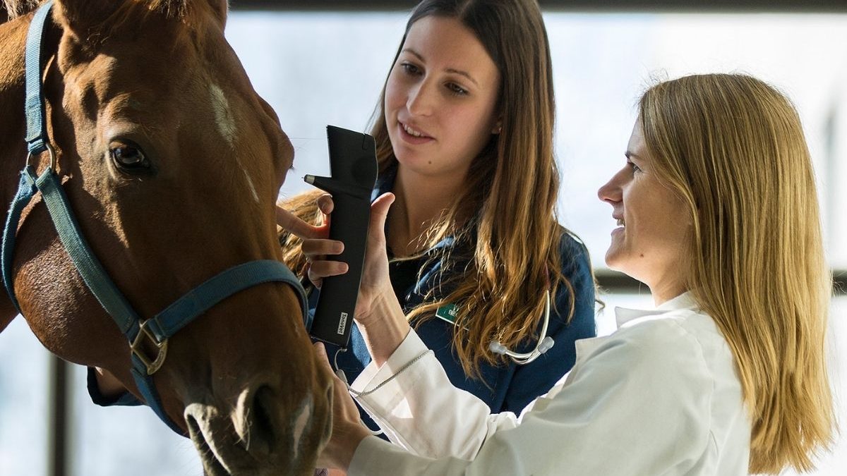 Veterinarian using advanced technology to examine a horse in an equine care facility
