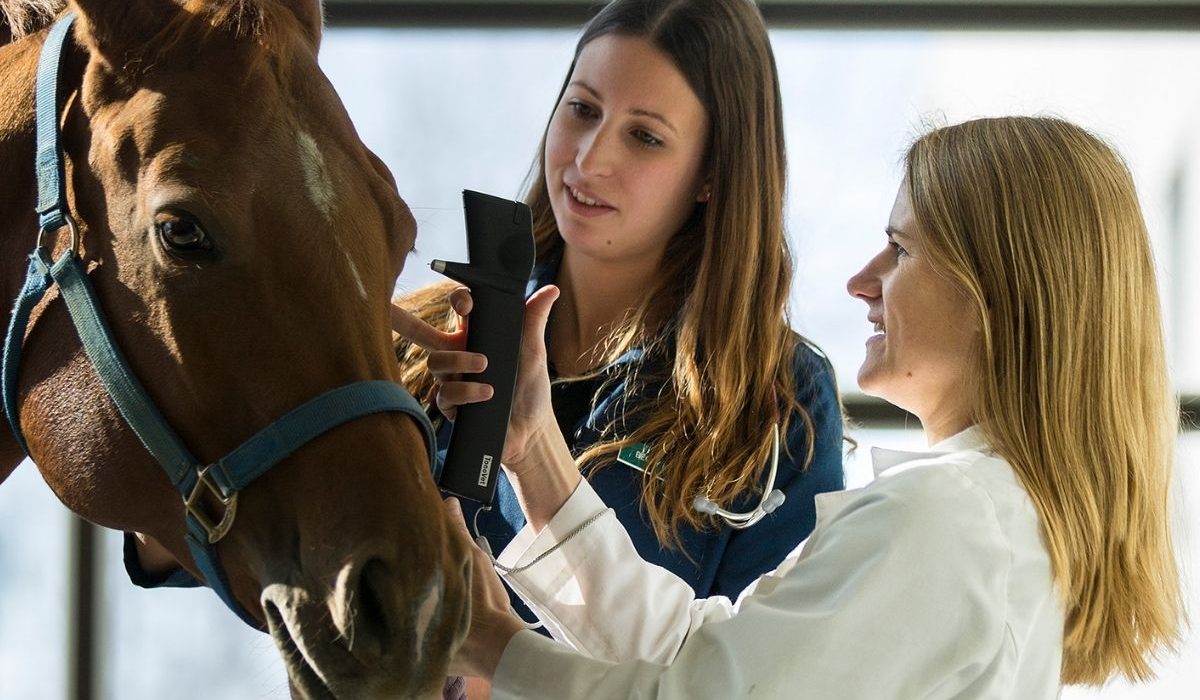 Veterinarian using advanced technology to examine a horse in an equine care facility