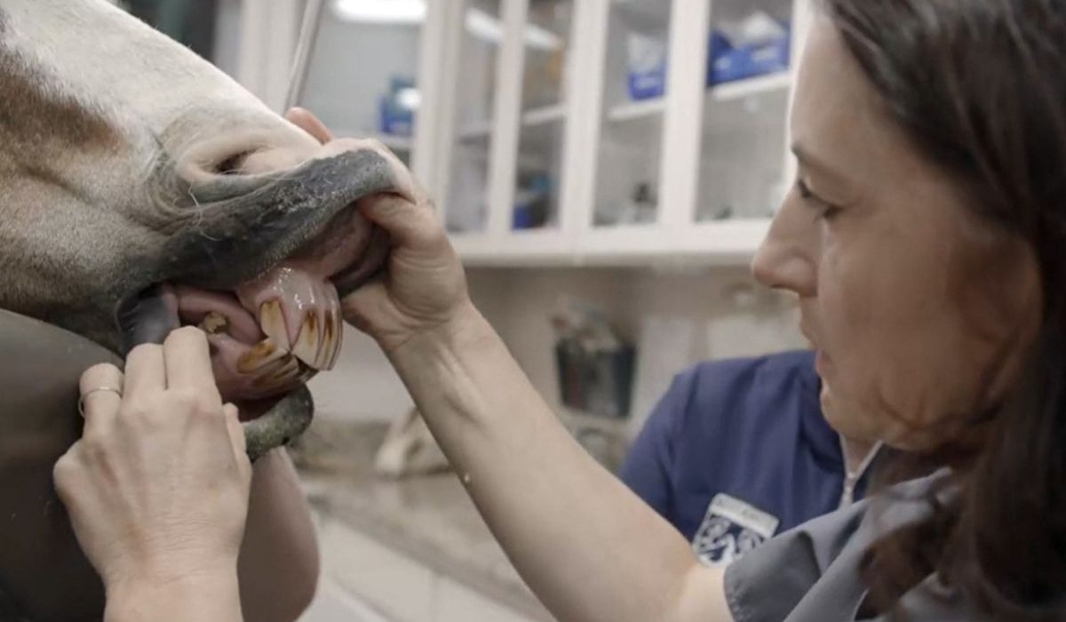 Preventive horse care practices improving horse health and reducing veterinary expenses