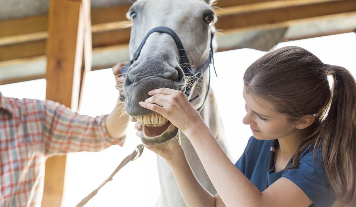 Preventive horse care practices helping improve horse health and reduce veterinary costs