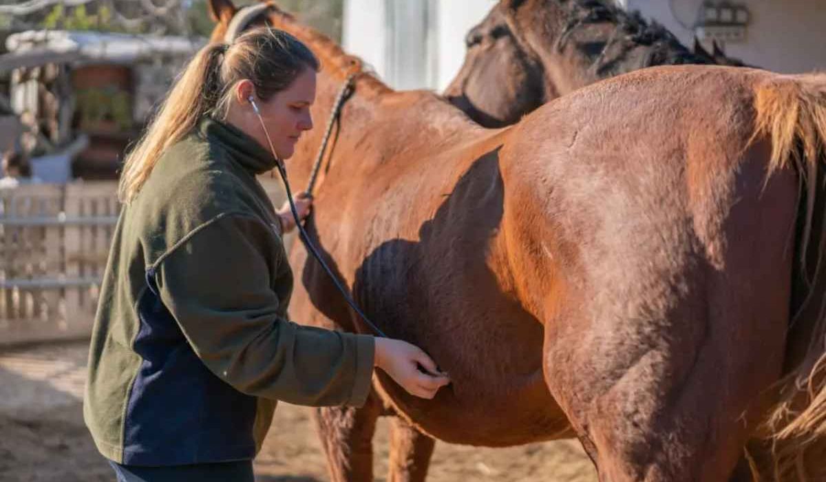 Horse showing behavior problems linked to gut health issues