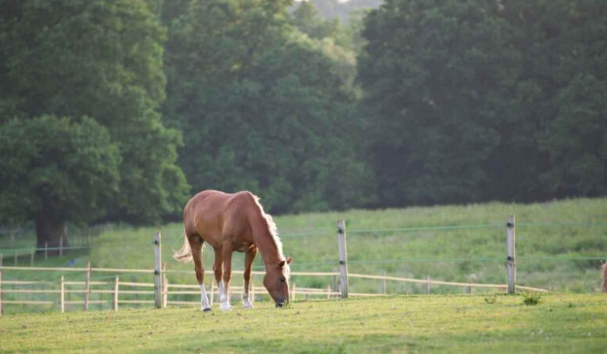 Equine land use plans for horse owners and land management