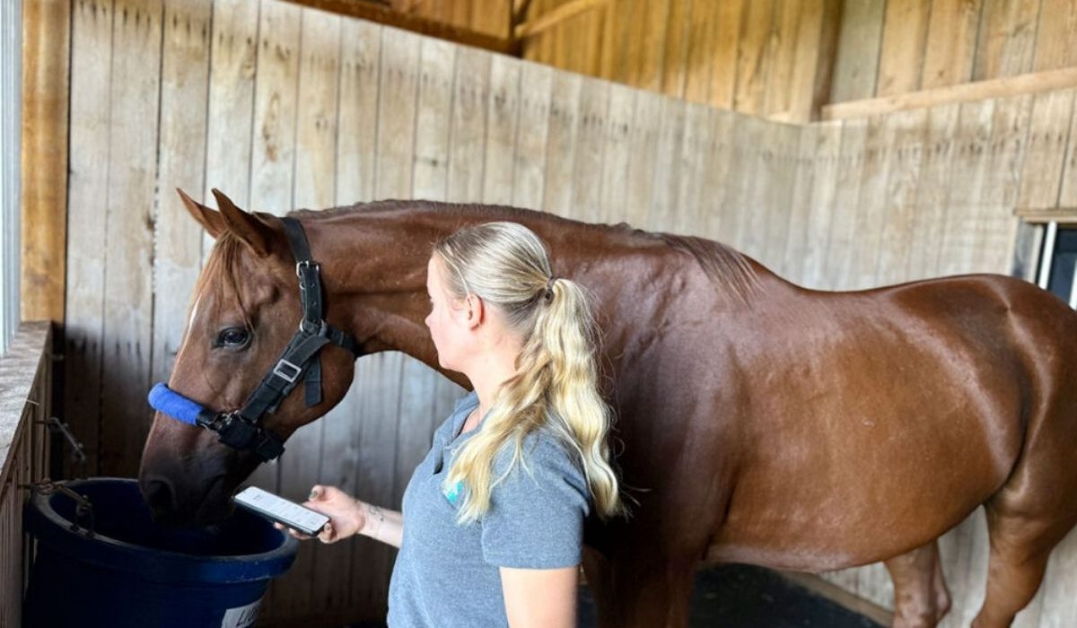 Modern stable equipped with smart sensors and technology used for advanced equine care and horse health monitoring