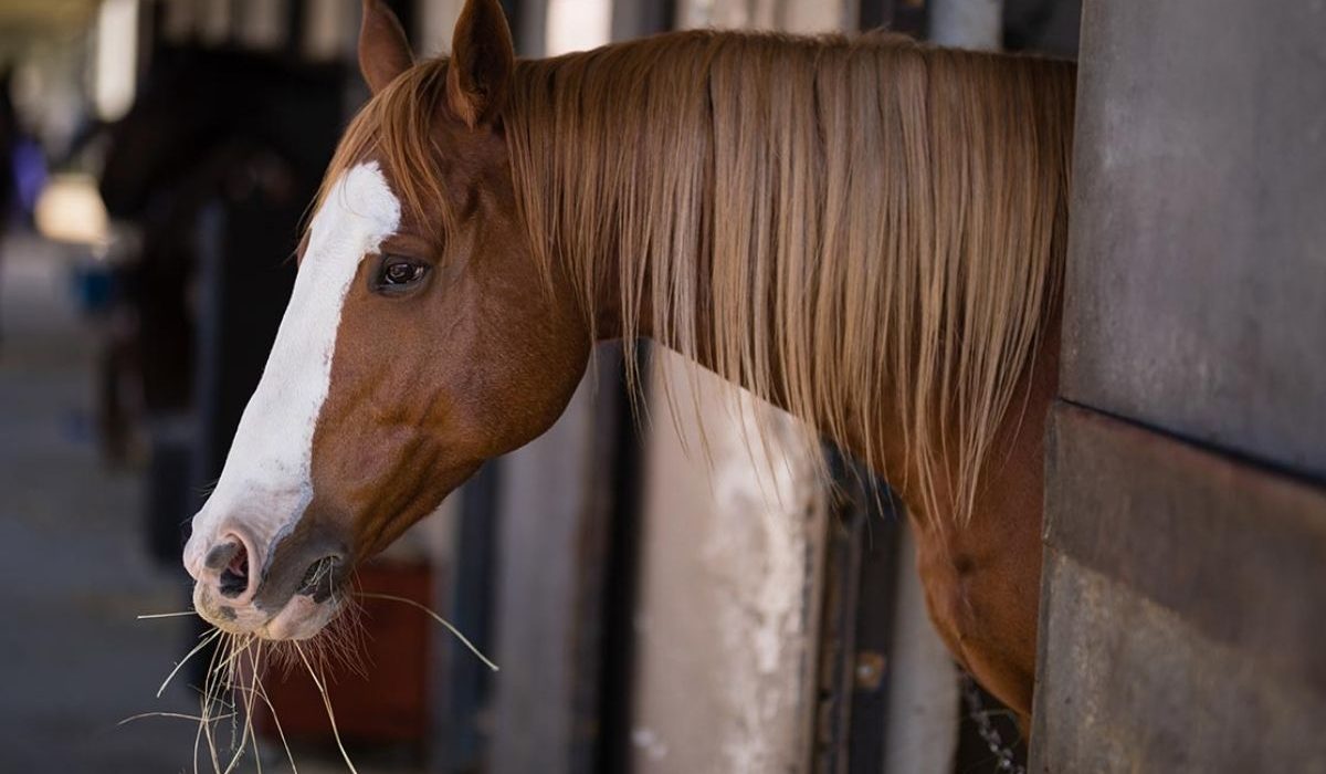 Respiratory diseases in stabled horses caused by poor air quality and dust exposure