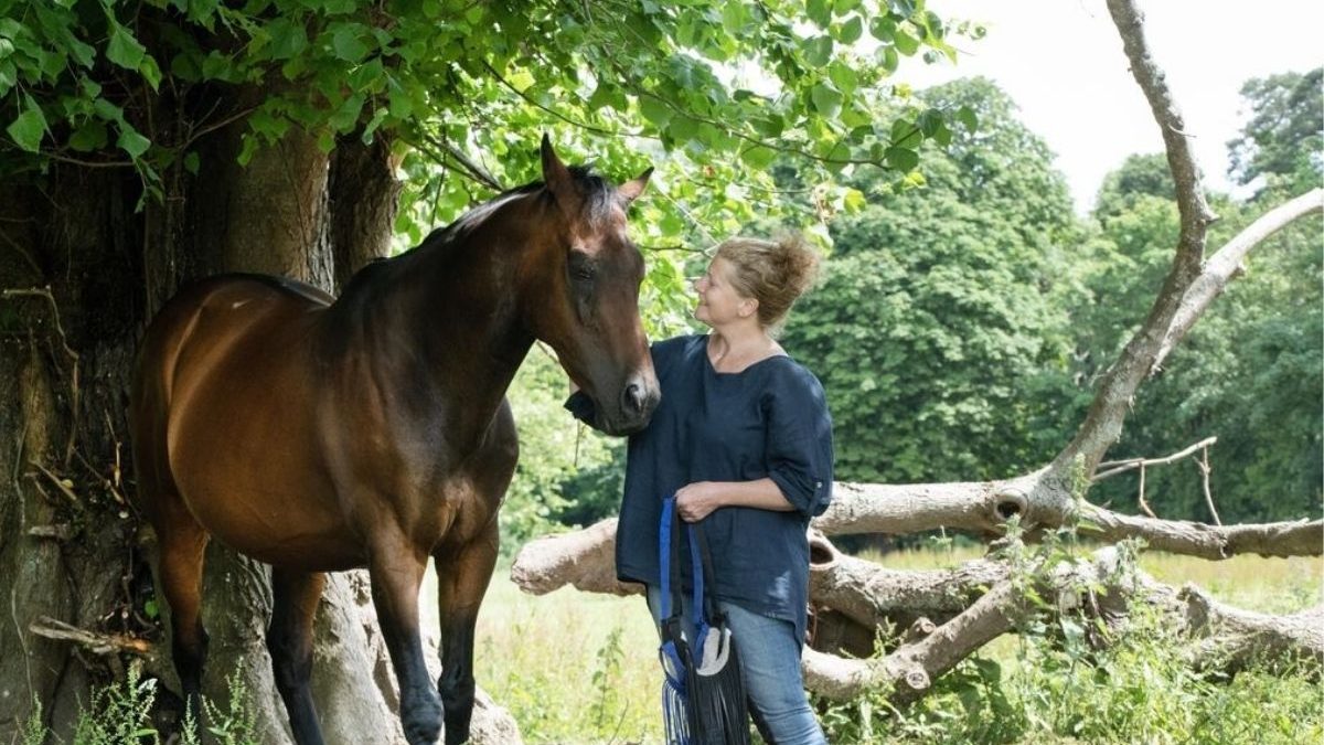 Horse welfare and animal wellbeing in 2026 with healthy horses receiving professional care