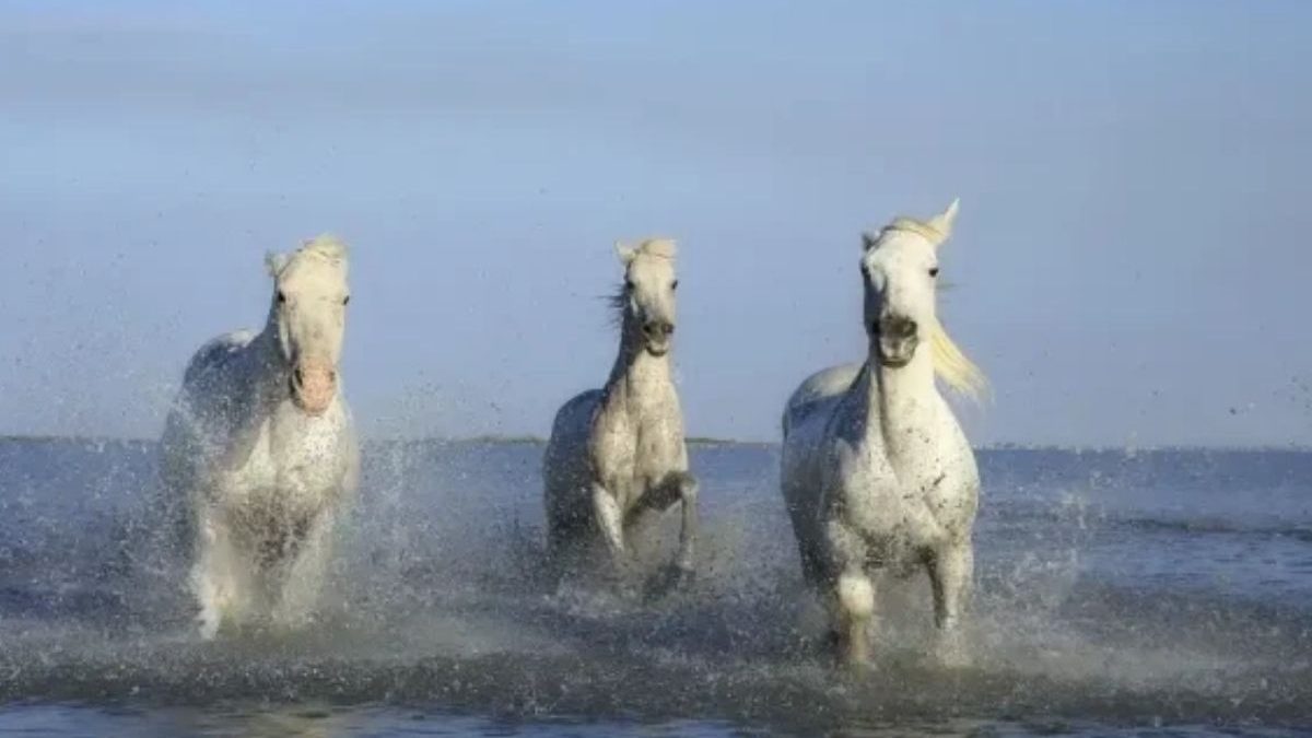 National Equine Forum 2026 discussing the future of horse health and welfare