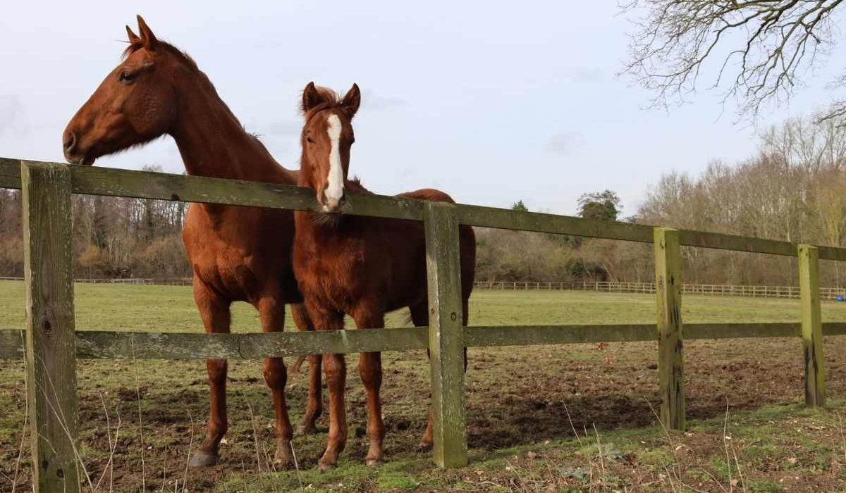 Redwings rescue horses receiving care