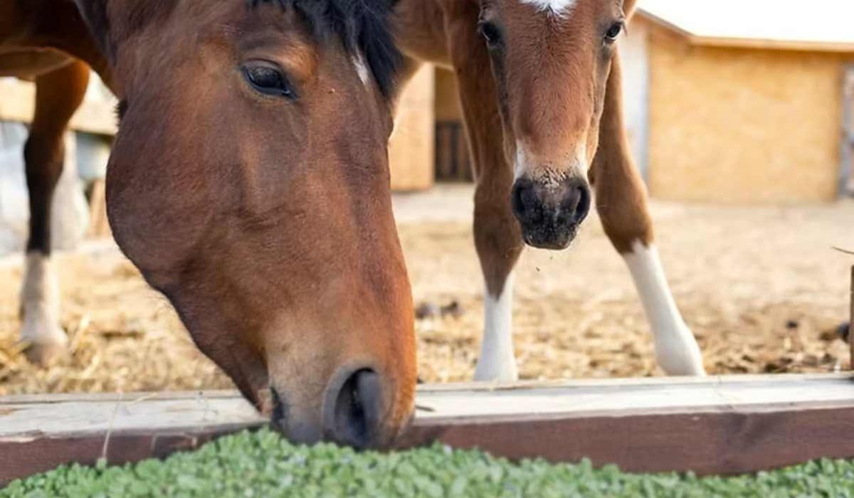 Horse eating alfalfa hay before exercise to buffer stomach acid