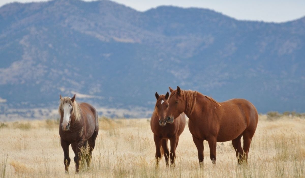 Untitled design (5)