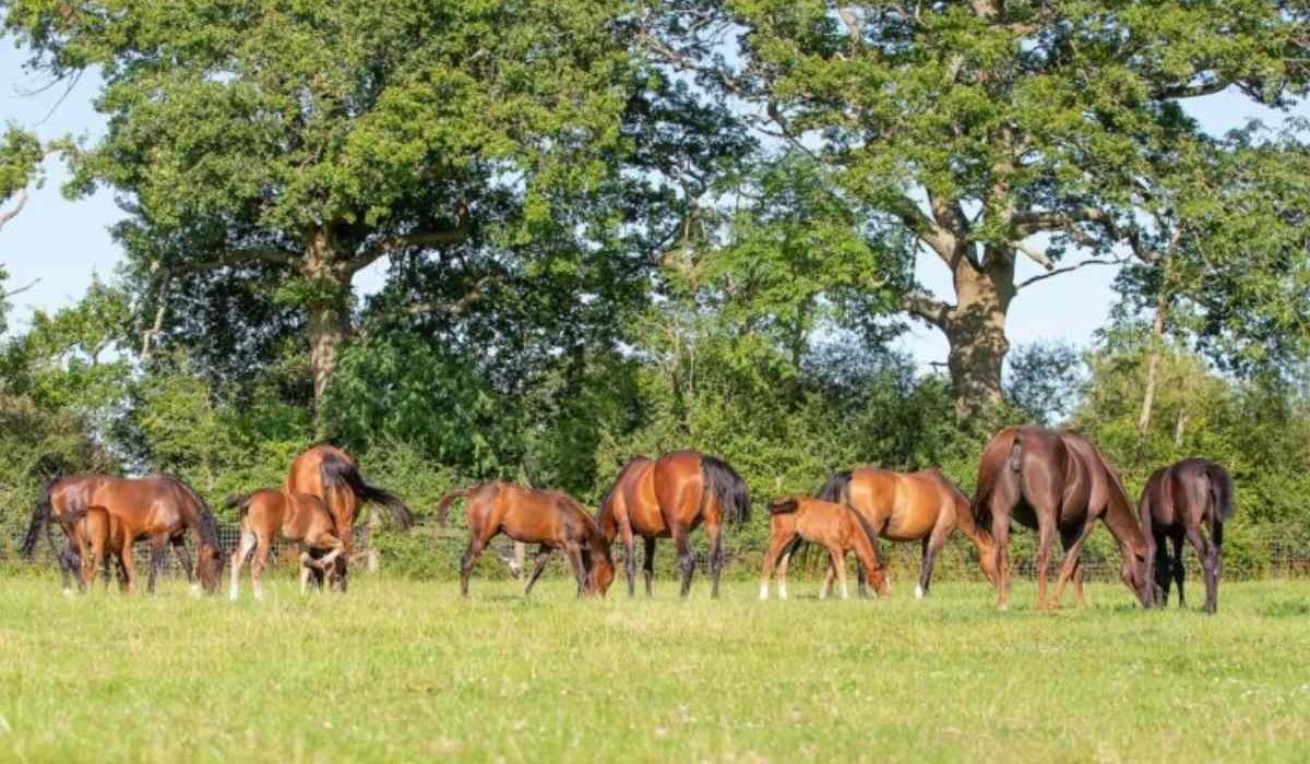 Horse welfare what horses need showing natural behavior and care