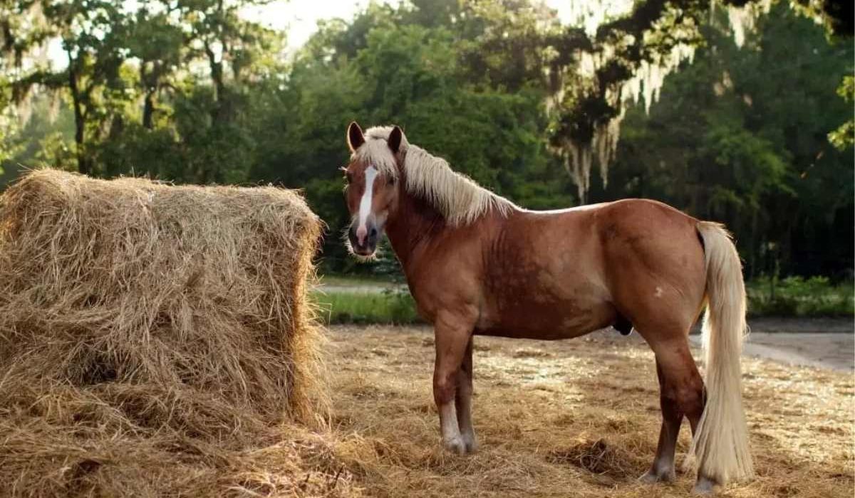 Horse eating forage hay to support gut health and digestion