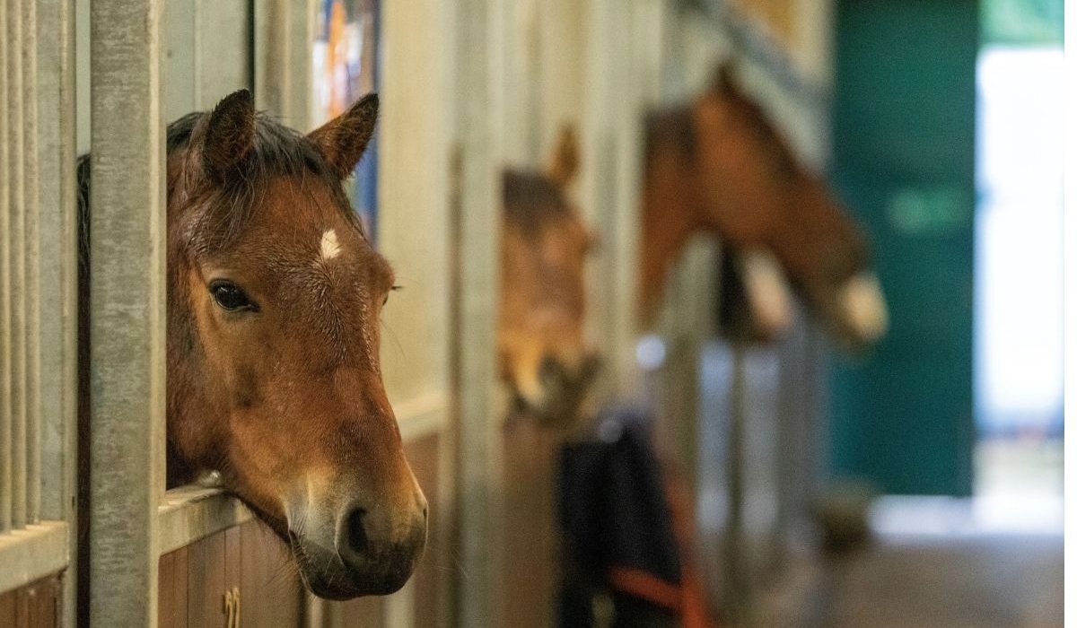 New Horse Welfare Assessment Tools Helping Owners Improve Care through welfare monitoring and horse health evaluation