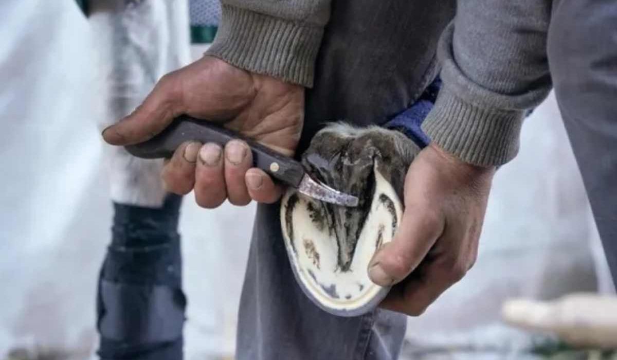 Farrier using ergonomic hoof knife for precise and comfortable hoof trimming