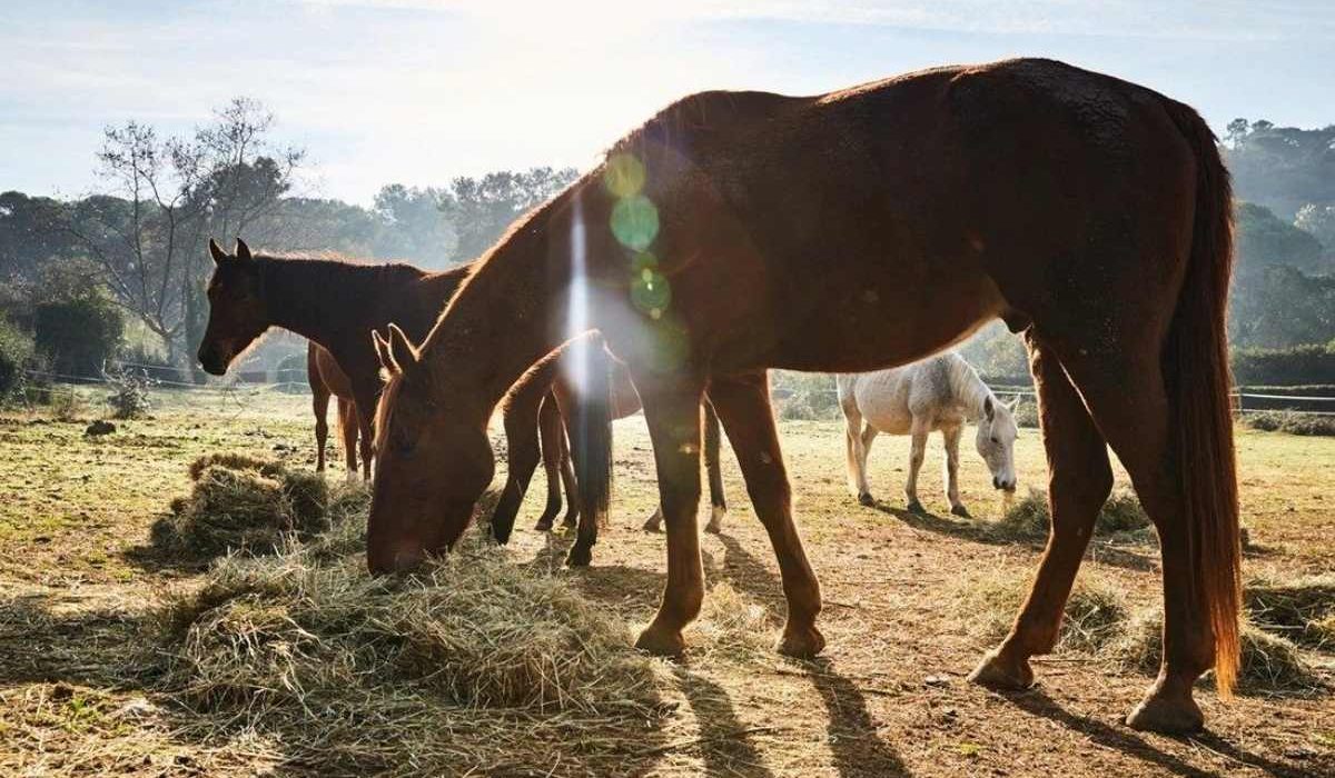Horse consuming yeast culture supplement for improved digestion