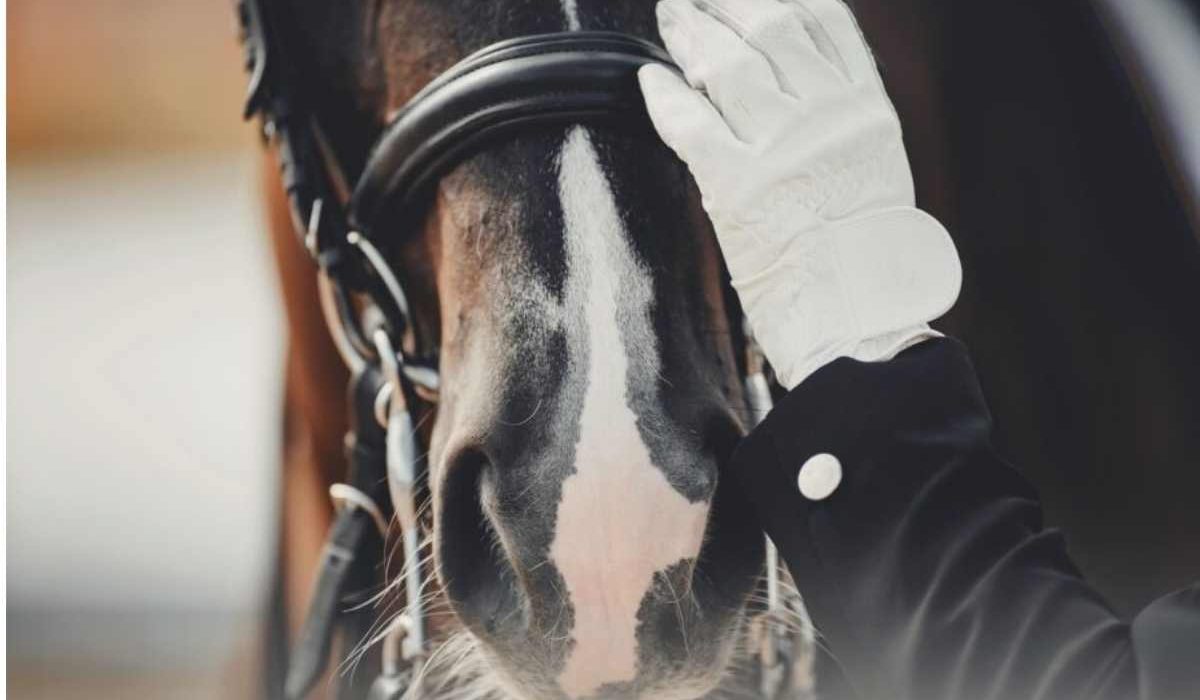 good life for sport horses from start to end with proper care