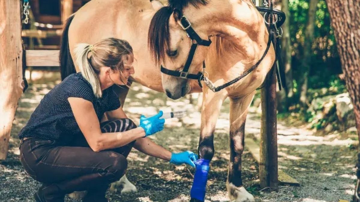 Horse owner using smart equine care practices and modern stable management in 2026