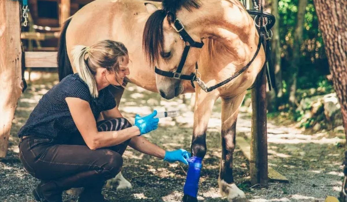 Horse owner using smart equine care practices and modern stable management in 2026