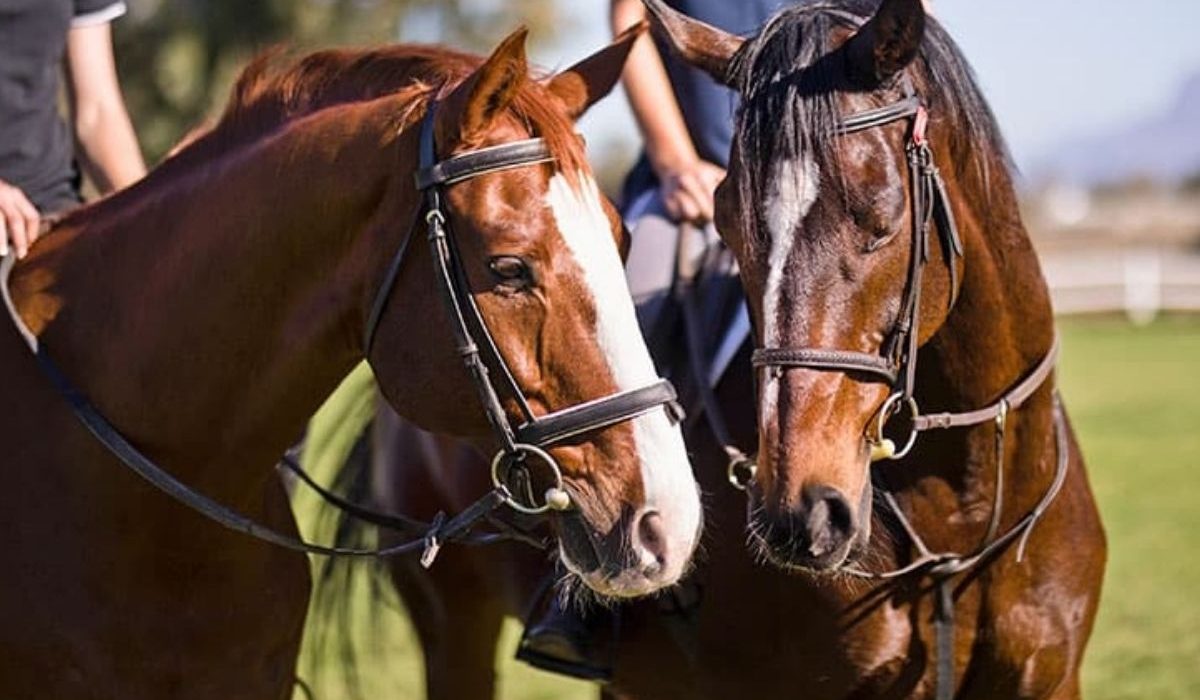 Disease Prevention and Biosecurity Key Priorities for Horse Owners in 2026 through vaccination and health monitoring