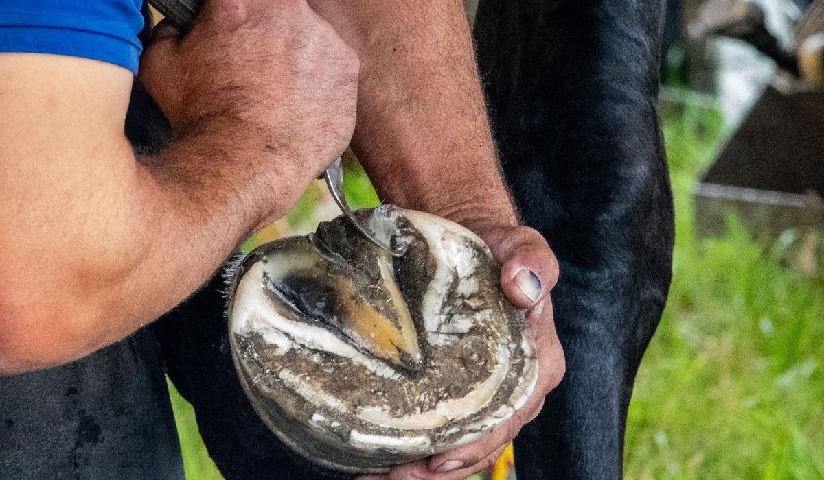 Farrier comparing thin and thick hoof knife blades for trimming efficiency