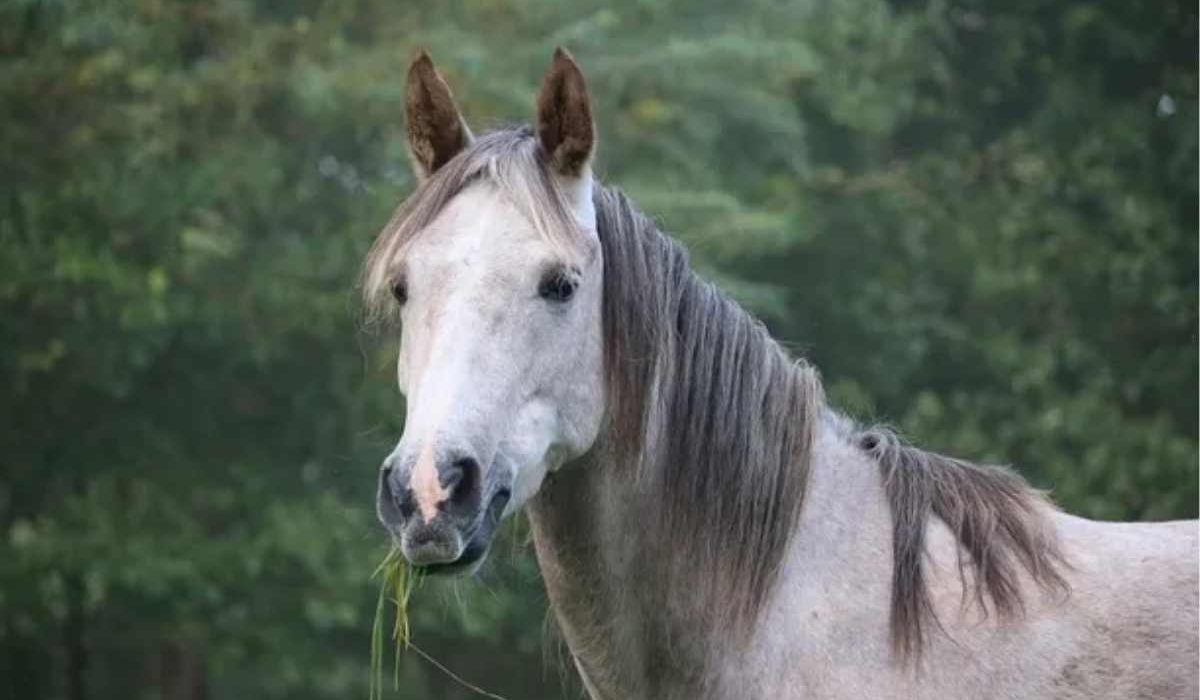 prebiotics postbiotics synbiotics for equine gut health
