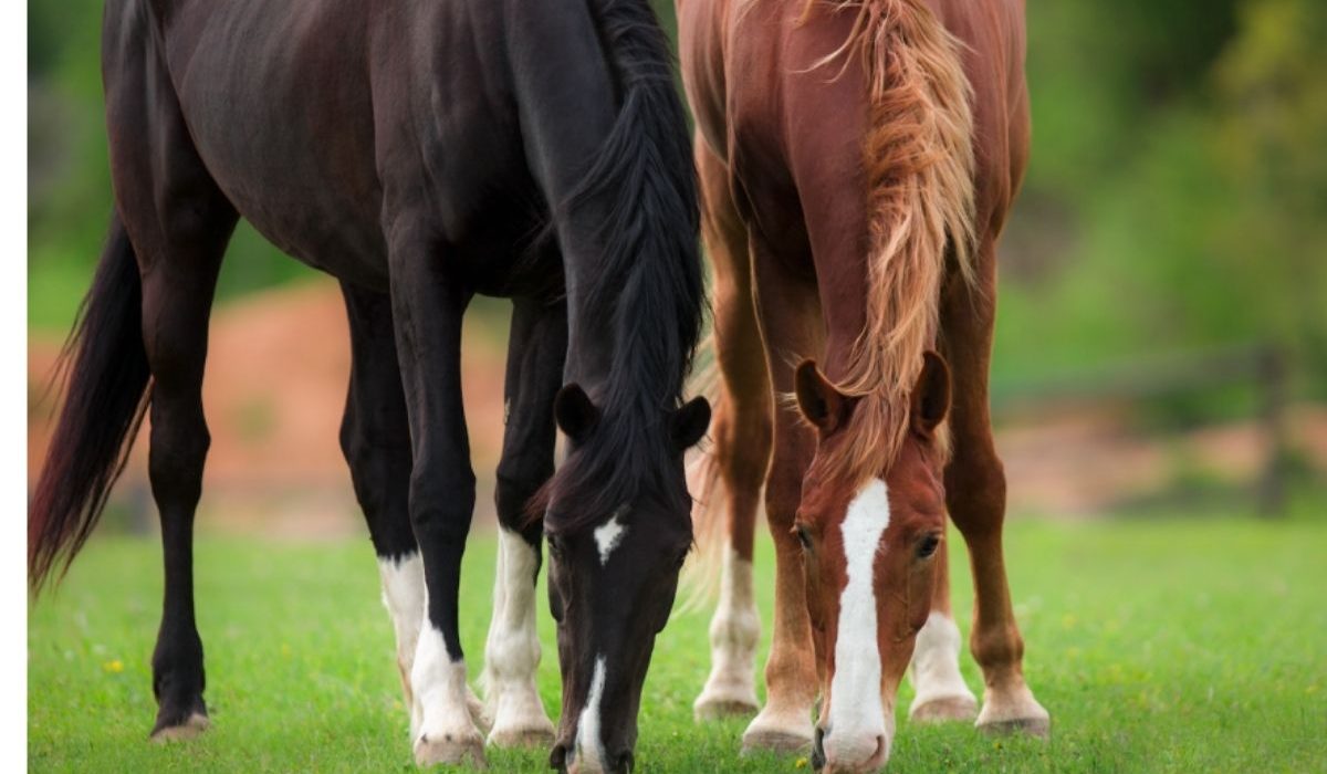 The Future of Equine Welfare New Global Strategies for Better Horse Care and improved horse welfare standards